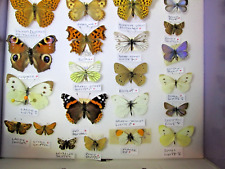 Collection british butterflies for sale  WATERLOOVILLE