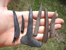 Deer antler tines for sale  Tallahassee