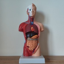 28cm menschlicher torso gebraucht kaufen  Burscheid