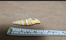 Seashell rare vexillum for sale  Warner Robins