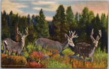 Vintage linen postcard for sale  Wichita