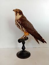 Oiseau naturalisé taxidermie d'occasion  France