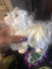 sweetie 1989 pups maltese for sale sweetie 1989 pups maltese for sale Sierra Vista