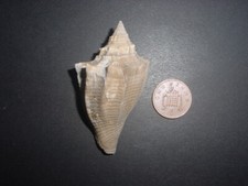Bartonian eocene volutospina for sale  RINGWOOD