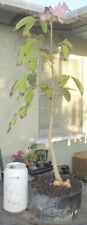 Handroanthus heptaphyllus trum for sale  Rosemead