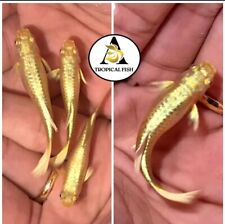Breeding pairs live for sale  Houston