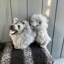 Grey pomeranian dog for sale  Eagle Creek