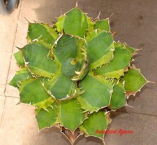 Agave titanota genryu for sale  DARLINGTON