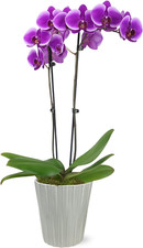 Purple premium orchid for sale  Denver