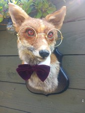 Taxidermy gentleman fox for sale  BILLINGHAM