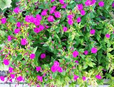 Samen wunderblume pink gebraucht kaufen  Berlin