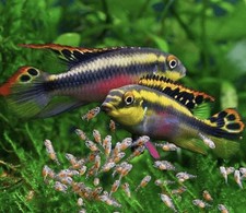 Peacock kribensis for sale  San Diego