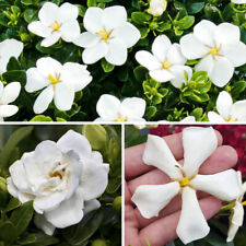 Fragrant shrubs collection for sale  PETERBOROUGH
