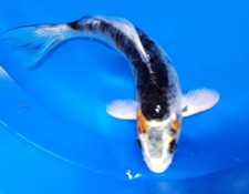 Yamato nishiki koi for sale  Arlington