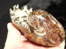 Big polished chambered d'occasion  Expédié en Belgium