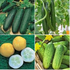 Cucumber plug plants for sale  NOTTINGHAM