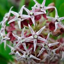 Milkweed showy perennial for sale  Sevierville