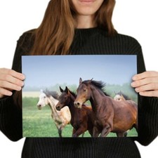 Mare foal horse for sale  SELBY