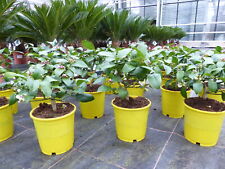 Bonsai meyer zitrone gebraucht kaufen  Goch