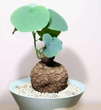 Succulent plants stephania for sale  NOTTINGHAM