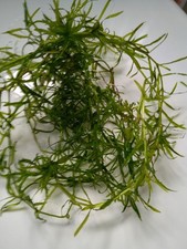 Guppy grass najas for sale  CRAWLEY
