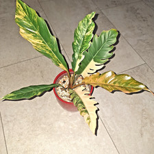 Philodendron caramel marble gebraucht kaufen  Köln