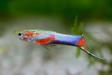 Pair blue star for sale  De Leon Springs