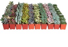 Pastel succulent plant for sale  Brentwood