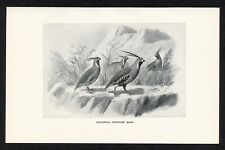 California mountain quail for sale  Timberon