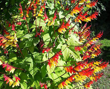 Mina lobata spanish for sale  DONCASTER