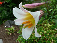 Lilium regale 100 for sale  GODALMING