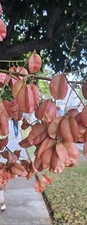 Chinese goldenria rain for sale  Anaheim