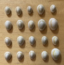 Gold ringer cowrie for sale  Littleton