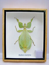 Phyllium sicipholium vero usato  Spedire a Italy