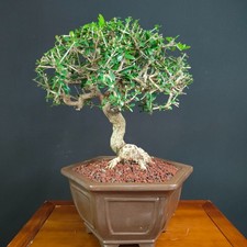 Bonsai olivastro maiorchino usato  San Pancrazio Salentino