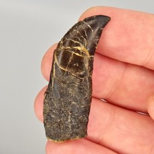 Allosaurus 1.78 rooted for sale  Rockledge