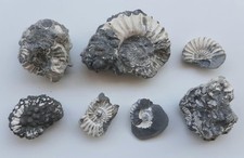 Lotto matrici fossili usato  Minerbio