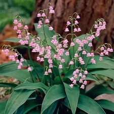 Pink lily valley for sale  Bowmansville
