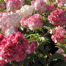 Hydrangea paniculata vanille d'occasion  Pouzauges