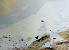 Ptarmigan sunrise. book for sale  COLNE