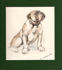 Bulldog hand coloured for sale  SPALDING