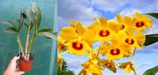 Dendrobium chrysotoxum orchid� d'occasion  Fumel