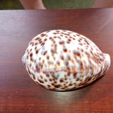 Schöne muscheln kauri gebraucht kaufen  Gehrden