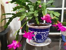 New pink thanksgiving for sale  Princeton Junction