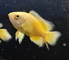 Lemon oscar live for sale  Marysville