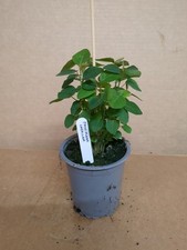 Passion flower passiflora for sale  ASHFORD