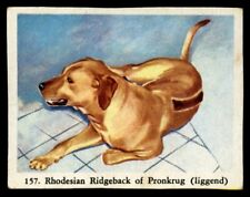 Rhodesian ridgeback hound usato  Spedire a Italy