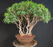 Bonsai esemplare ceppaia usato  San Pancrazio Salentino