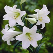 Longiflorum lily white for sale  WOLVERHAMPTON