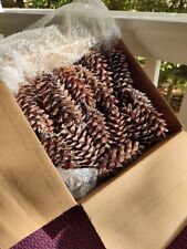 Lot pinecones large for sale  Sharon Springs